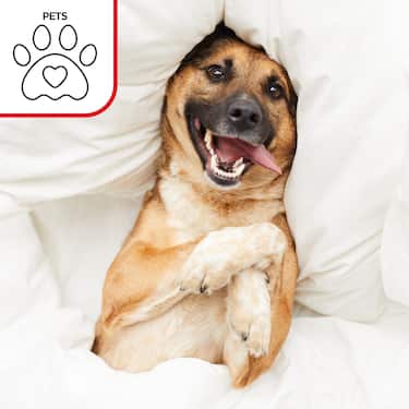 Setex wasserdichter Molton Matratzenschutz Fixspann 140 x 200 cm, Matratzenschoner aus 100% Baumwolle in weiß