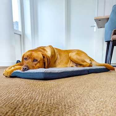 Petzzz ergonomic pet mat Diva XL 120 x 80x 5 cm, foldable, non-slip