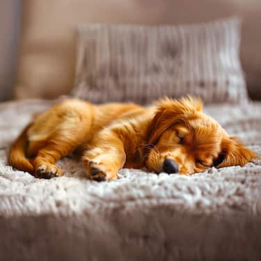 Petzzz ergonomic dog cushion Wormi M 80 x 56 x 12 cm