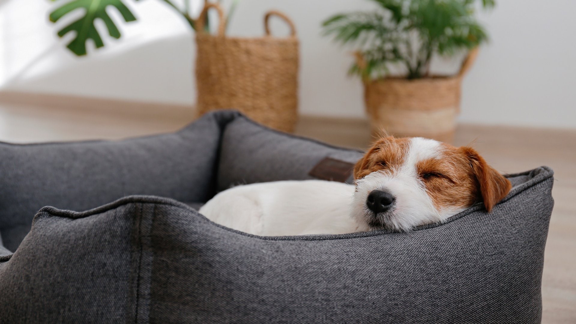 Hundebetten