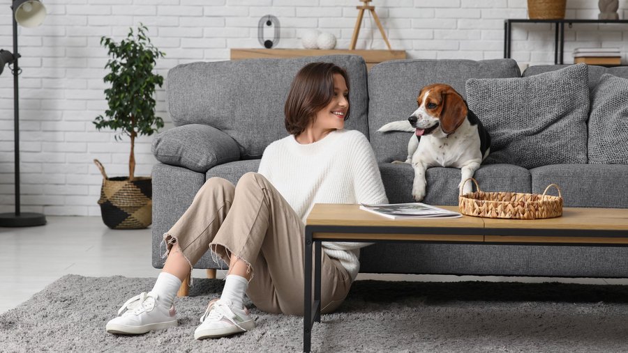 Lieber Hund sitz auf dem Sofa