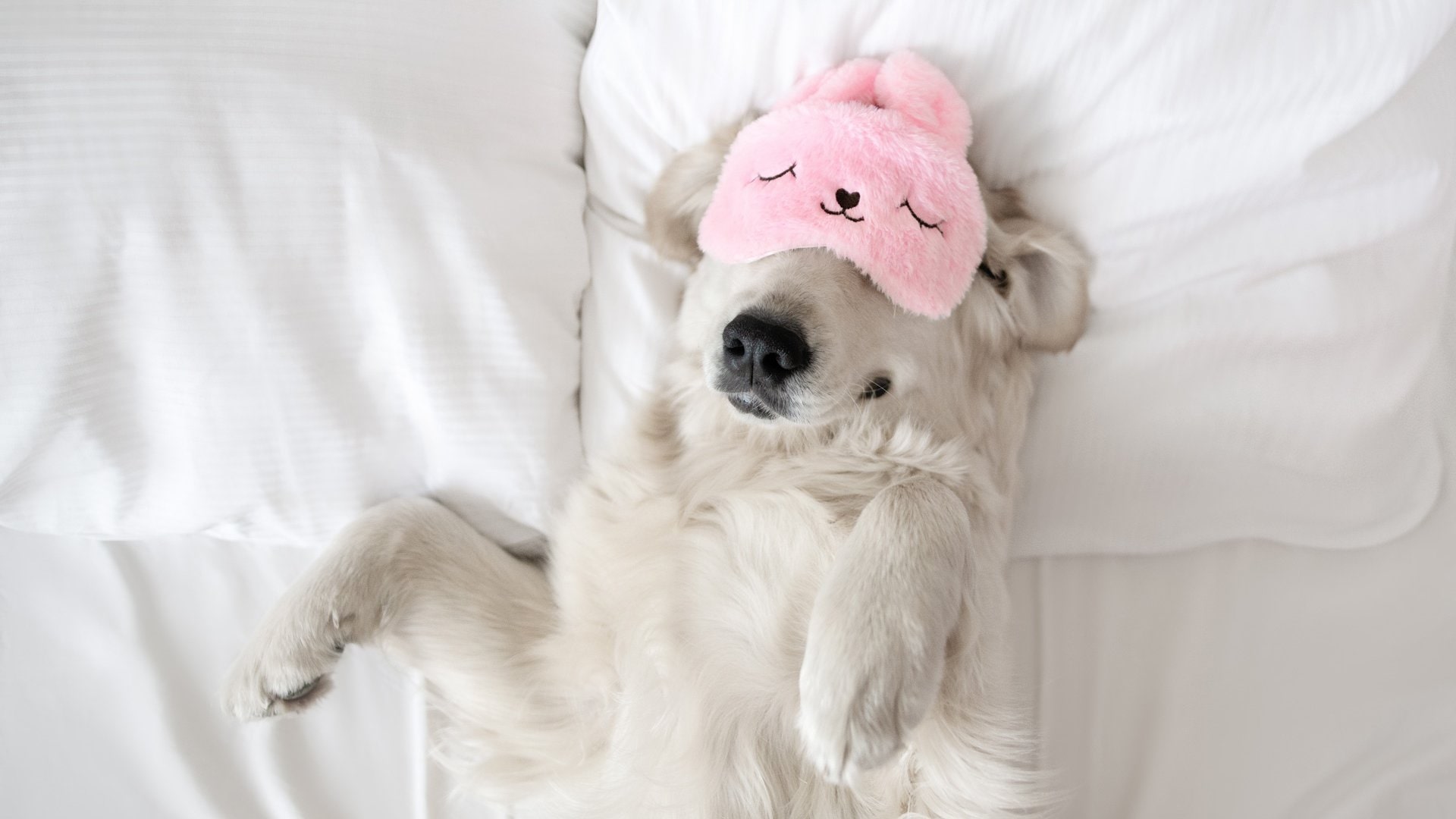 Hund im Bett mit Schlafmaske
